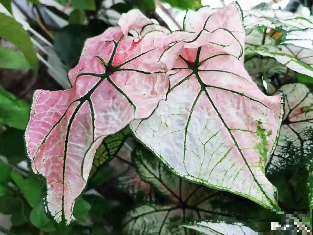 家里别只养绿萝,15种精致耐阴花,光照不好也能长很美 家里别只养绿萝,15种精致耐阴花,光照不好也能长很美