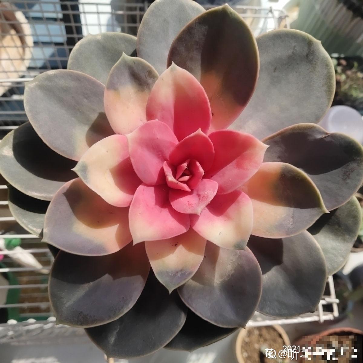 秋天“花骗子”真多,看到这4种花要谨慎,小心上当受骗 秋天“花骗子”真多,看到这4种花要谨慎,小心上当受骗