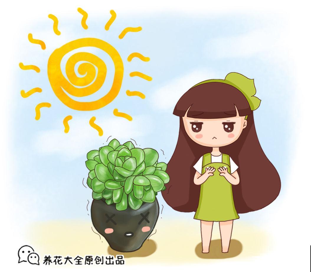 天气太热不好生长，4种害怕强光的植株，看看有你养的吗