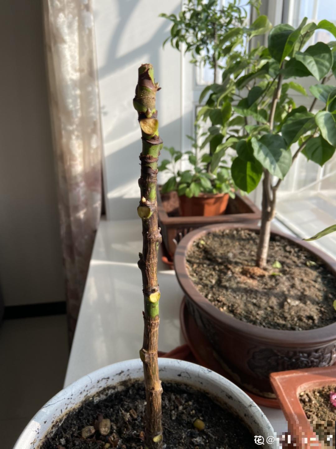 6种花夏天难养，贴土面砍一刀，新芽呼呼冒