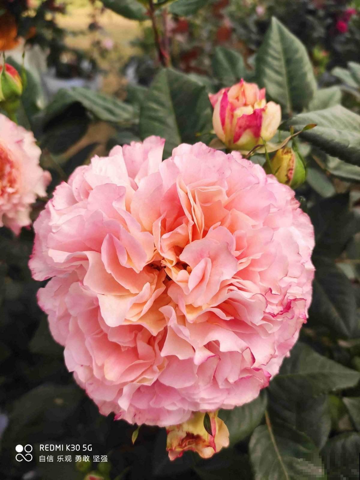 100种常见花,今天终于知道叫什么名了,建议收藏 100种常见花,今天终于知道叫什么名了,建议收藏