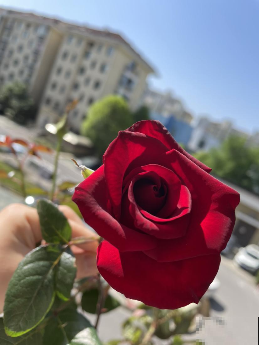 又是一年七夕,买玫瑰不如亲手养玫瑰,送给心爱的TA更有心意 又是一年七夕,买玫瑰不如亲手养玫瑰,送给心爱的TA更有心意