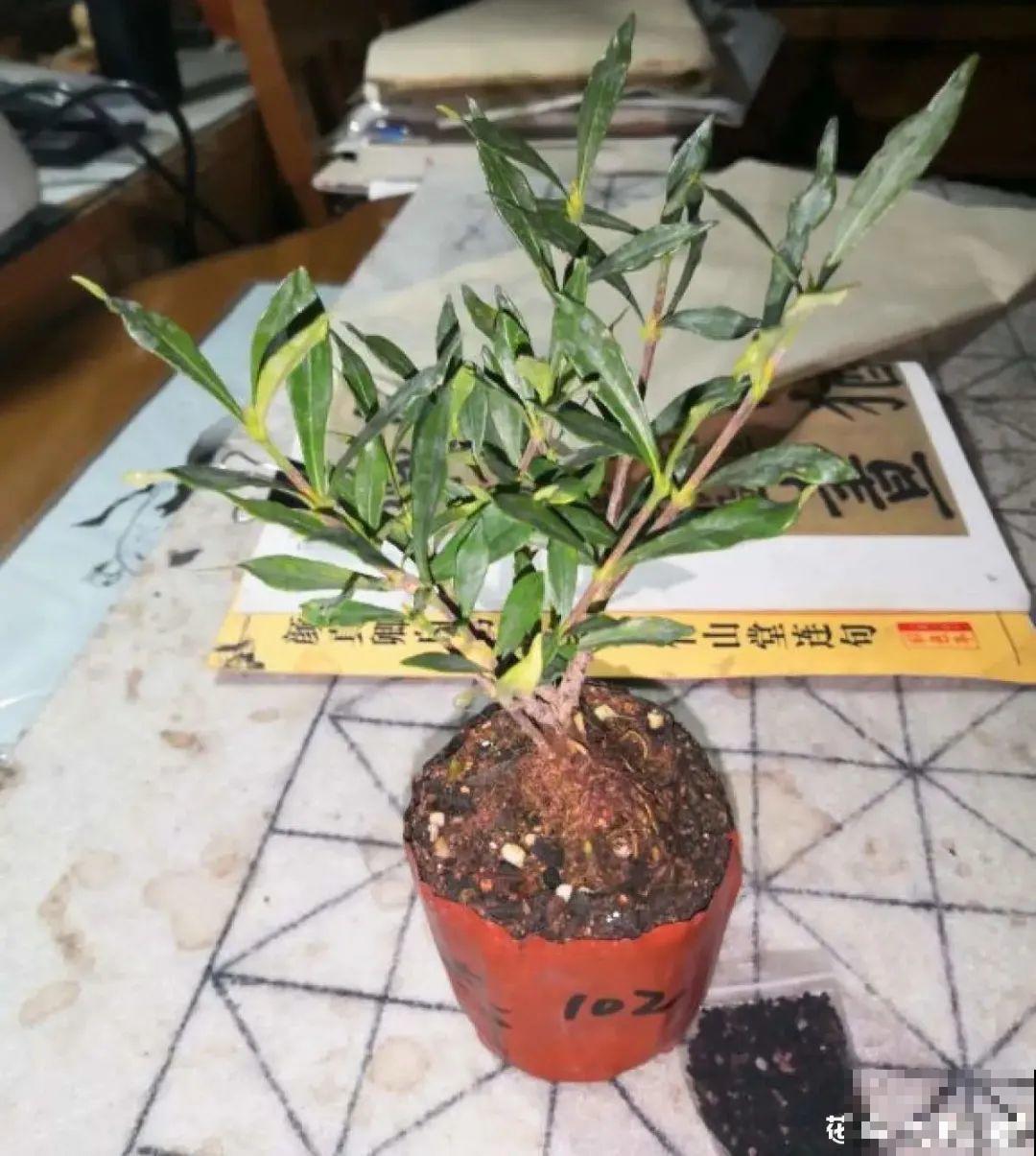 网购回家的花，一定要第一时间打开，不然都闷死了