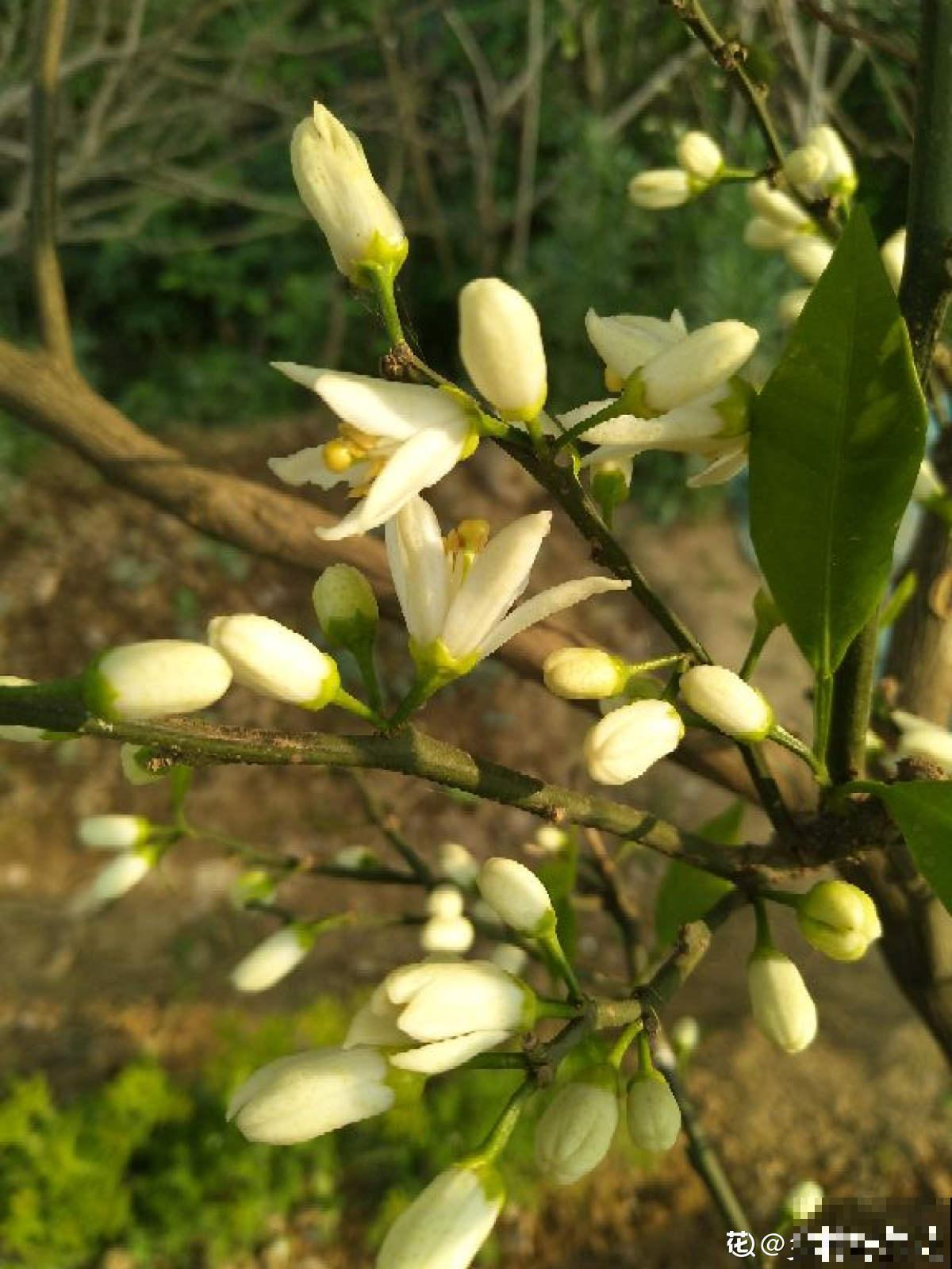 门口桔子树总出毛病，解决5个问题，还能为你送“桔”祥