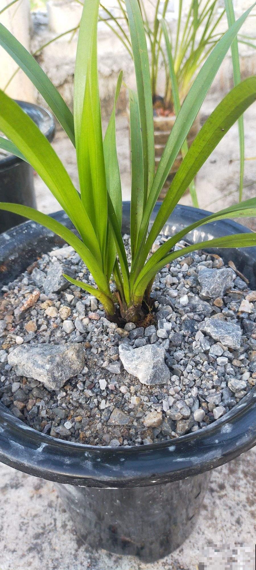 兰花五大品种,一个比一个幽雅,居家养殖真大气 兰花五大品种,一个比一个幽雅,居家养殖真大气