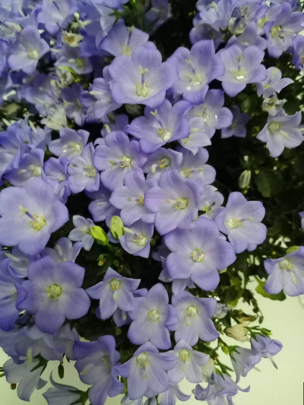 100种常见花,今天终于知道叫什么名了,建议收藏 100种常见花,今天终于知道叫什么名了,建议收藏