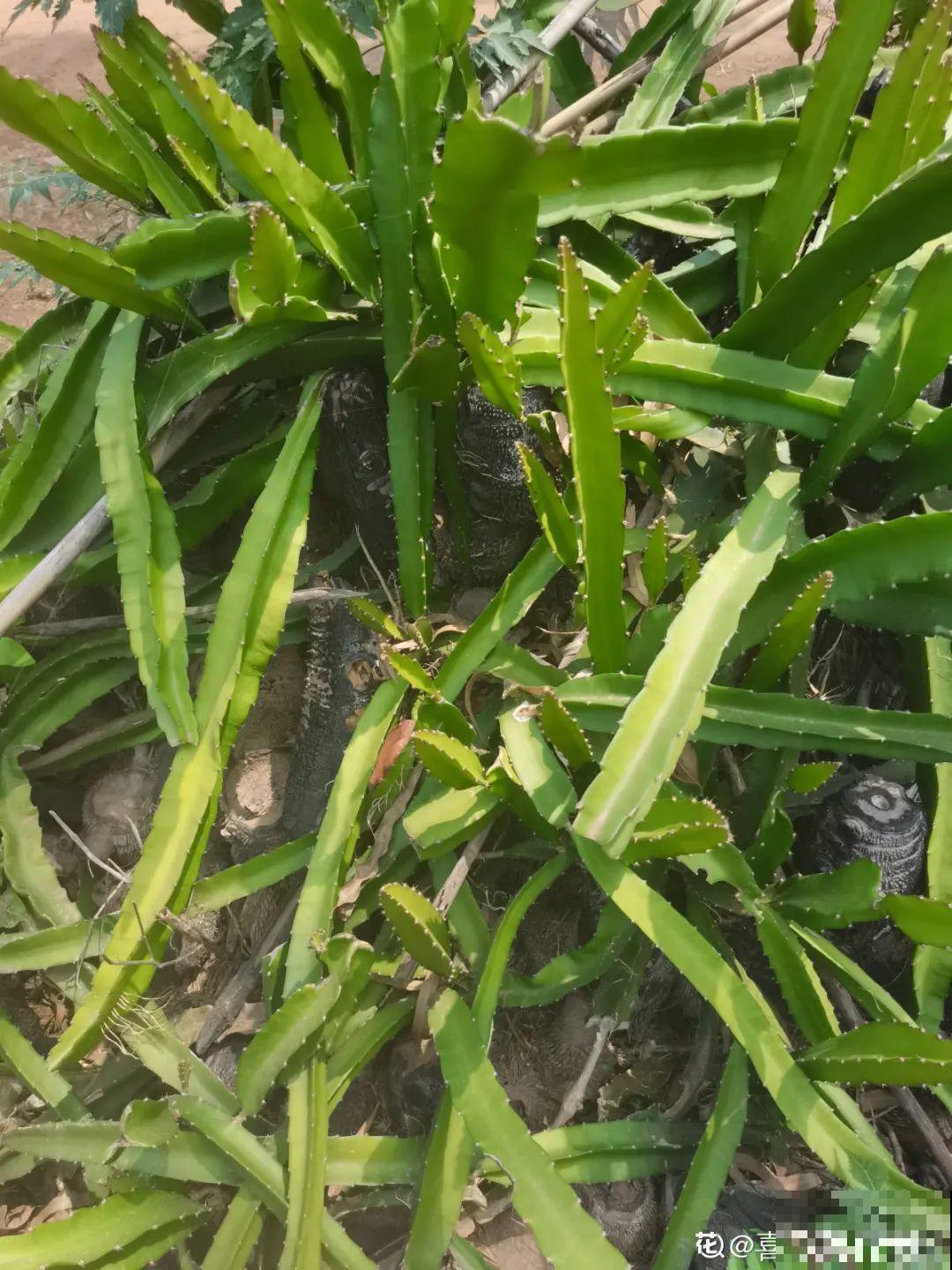 家里种盆无花果,想要结果很容易,省下一笔水果钱 家里种盆无花果,想要结果很容易,省下一笔水果钱