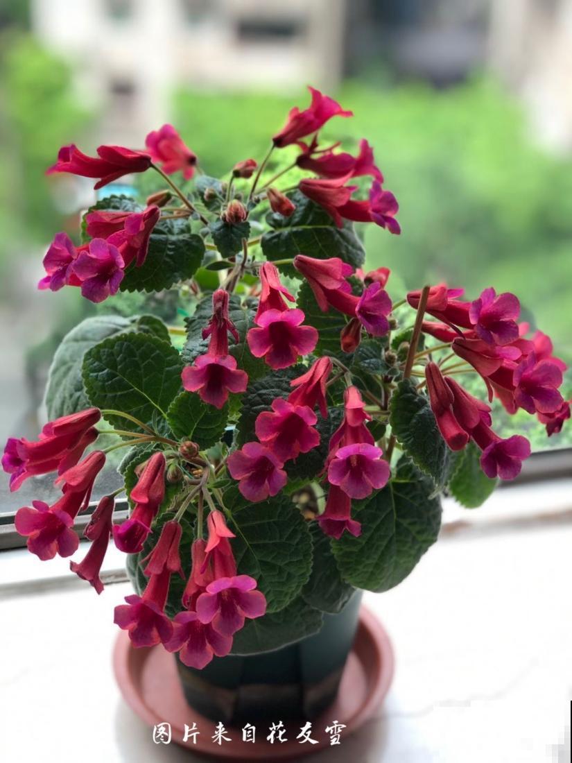 1种花特耐阴，开花像是小喇叭，花量巨大