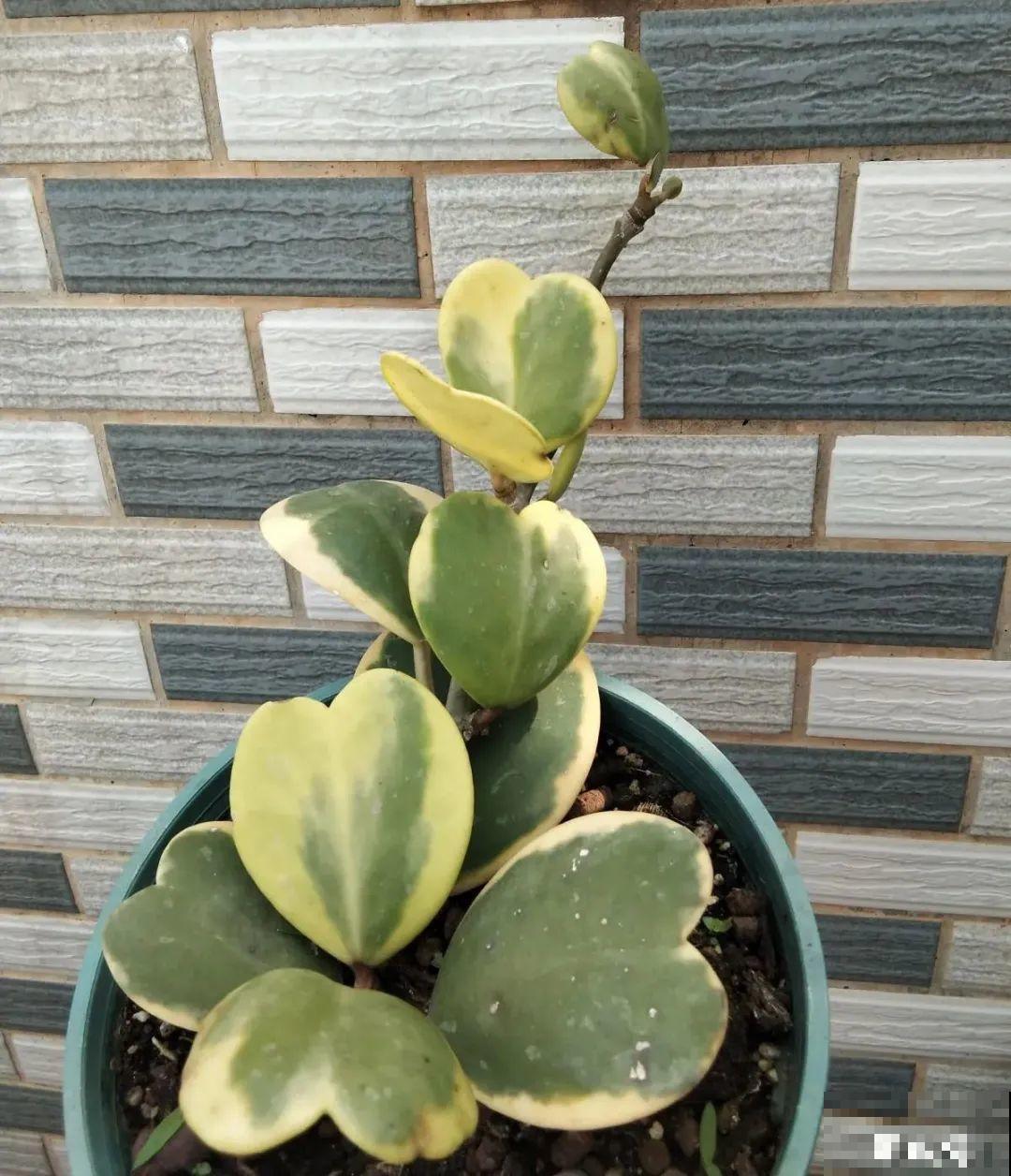 大叶子耐阴花，室内一定养，叶子比脸大，真凉快