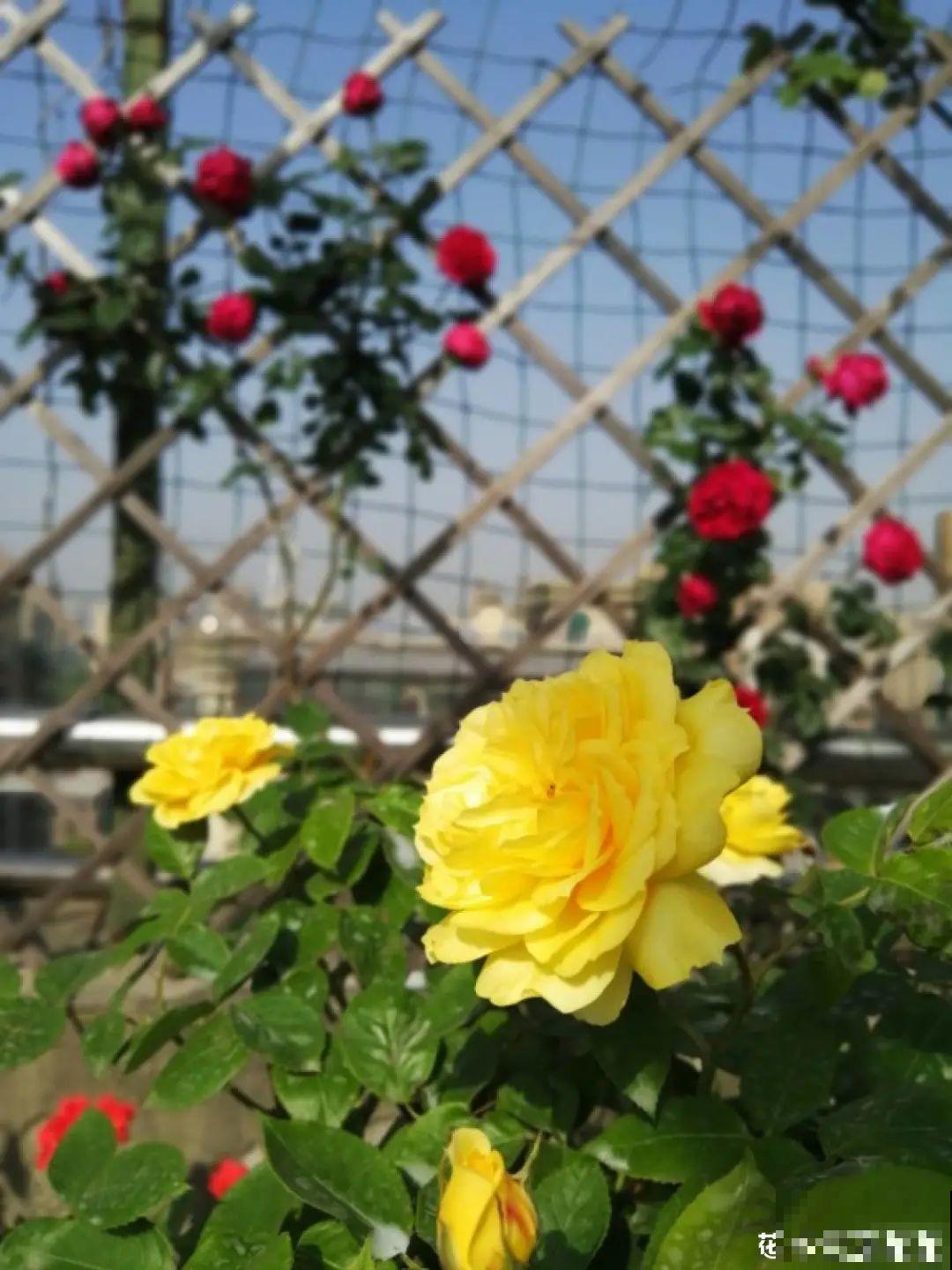 天台花园VS低层庭院,哪里养花更方便? 天台花园VS低层庭院,哪里养花更方便?