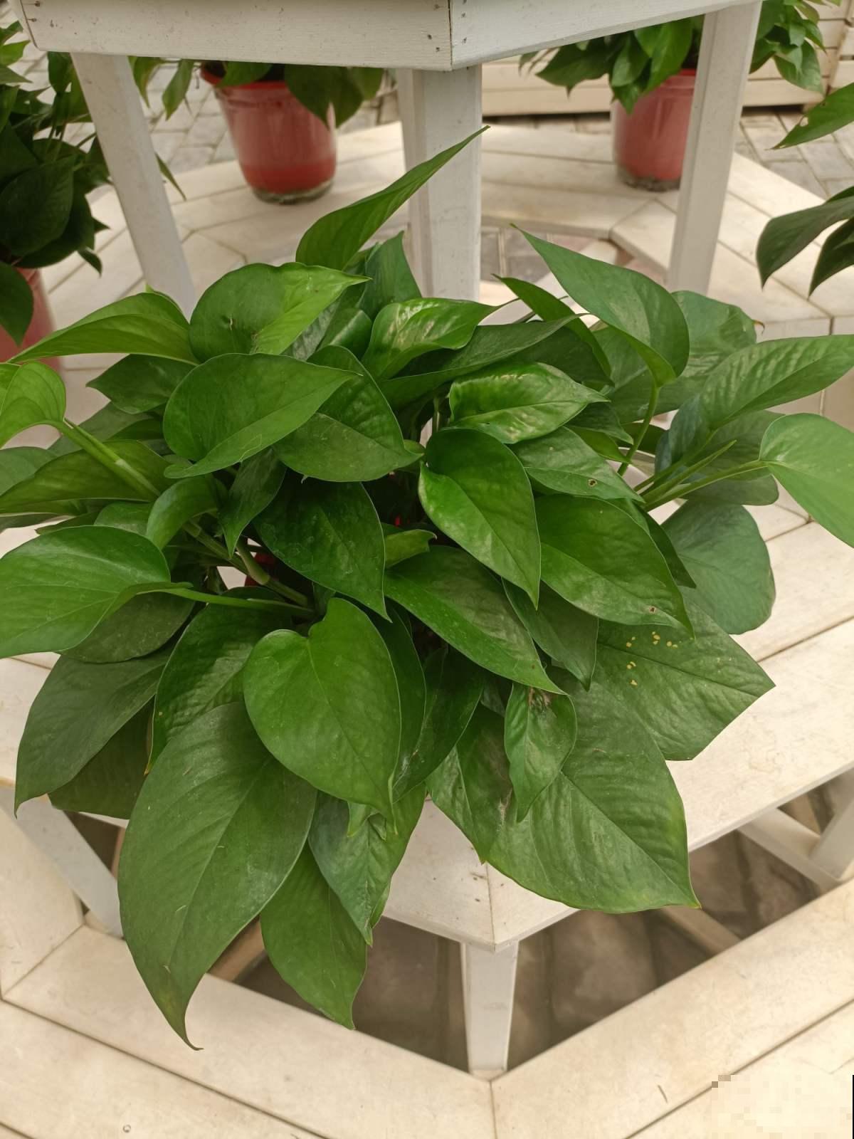 100种常见花,今天终于知道叫什么名了,建议收藏 100种常见花,今天终于知道叫什么名了,建议收藏