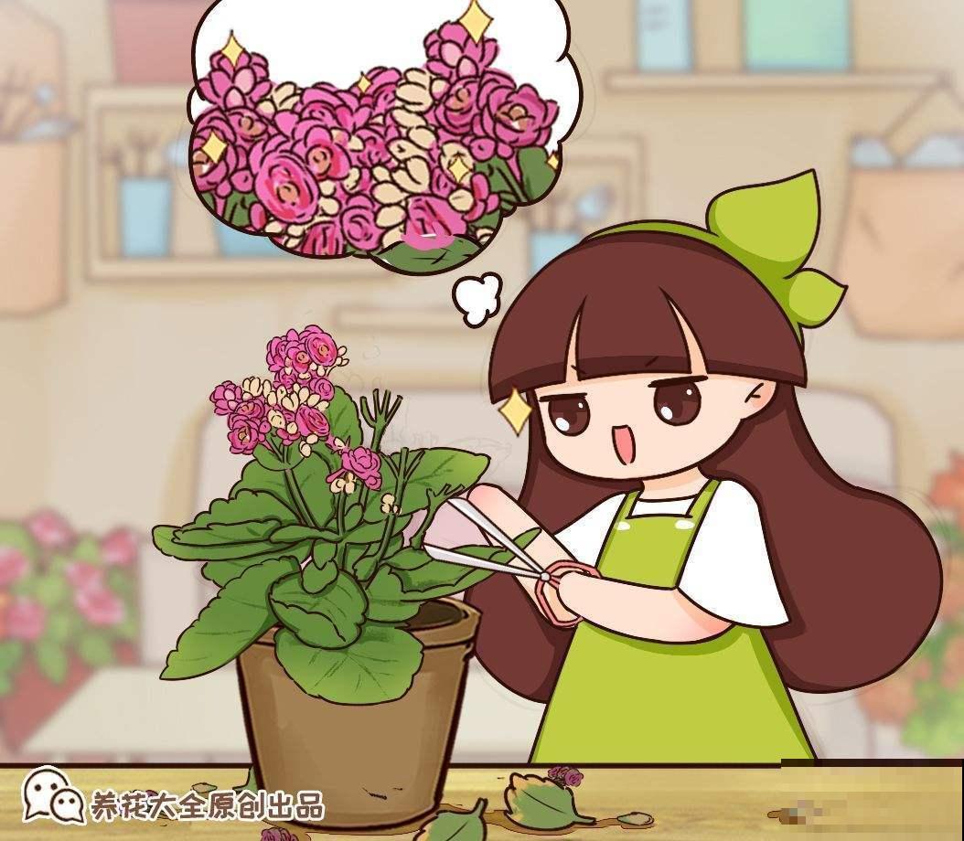 秋天逛花市，看到5种花放心购买，秋天正是开花好时机