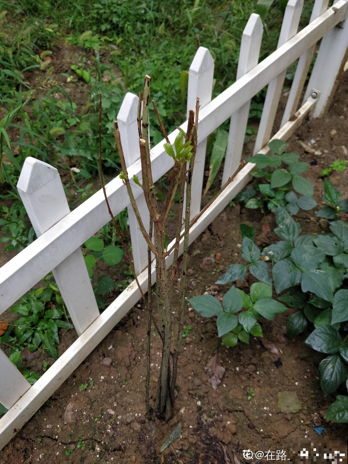 果树也能扦插，2种果树扦插方法，让你躺着摘果子