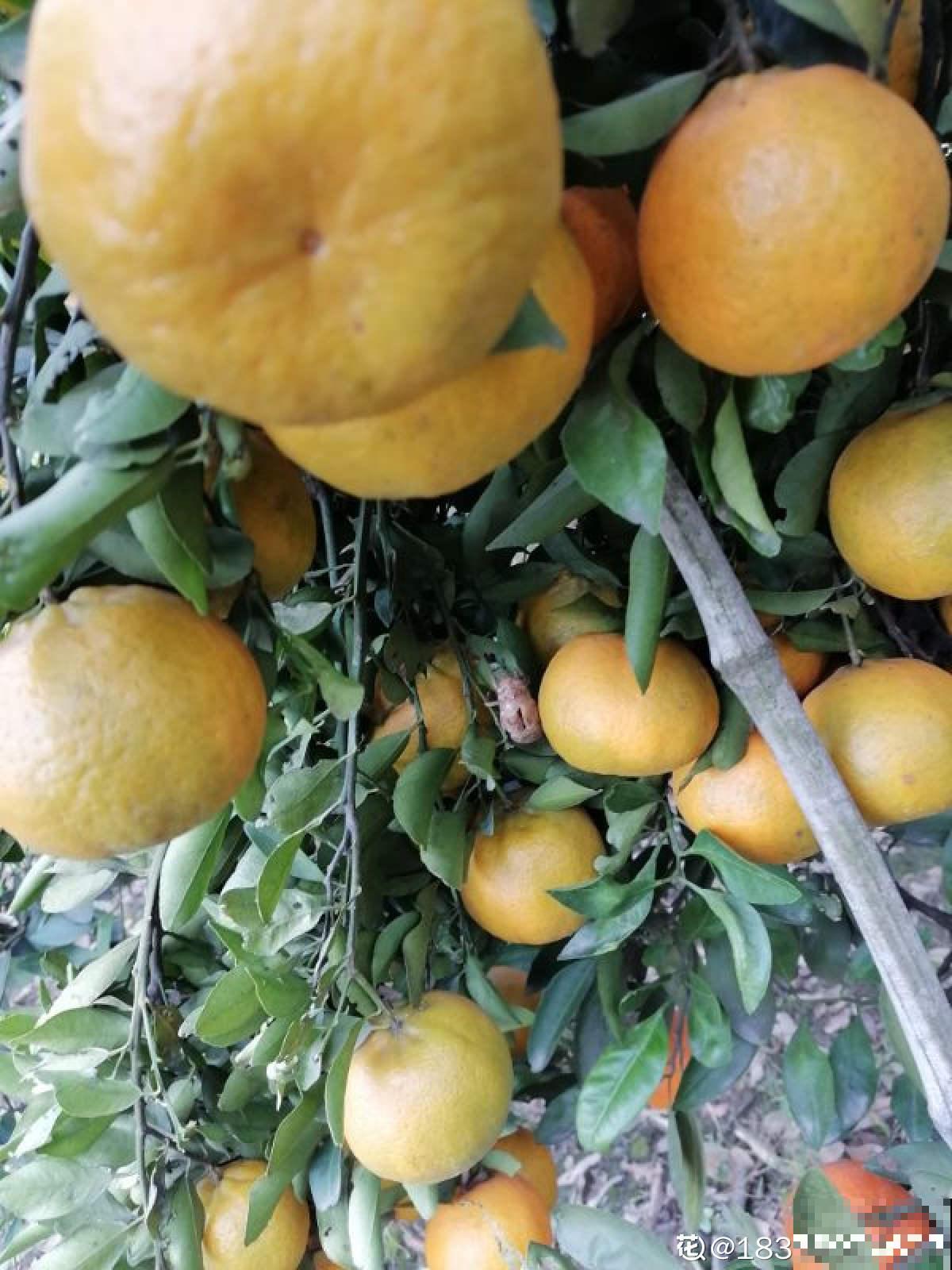 5种水果,让果实压弯树枝,摘下就能吃 5种水果,让果实压弯树枝,摘下就能吃