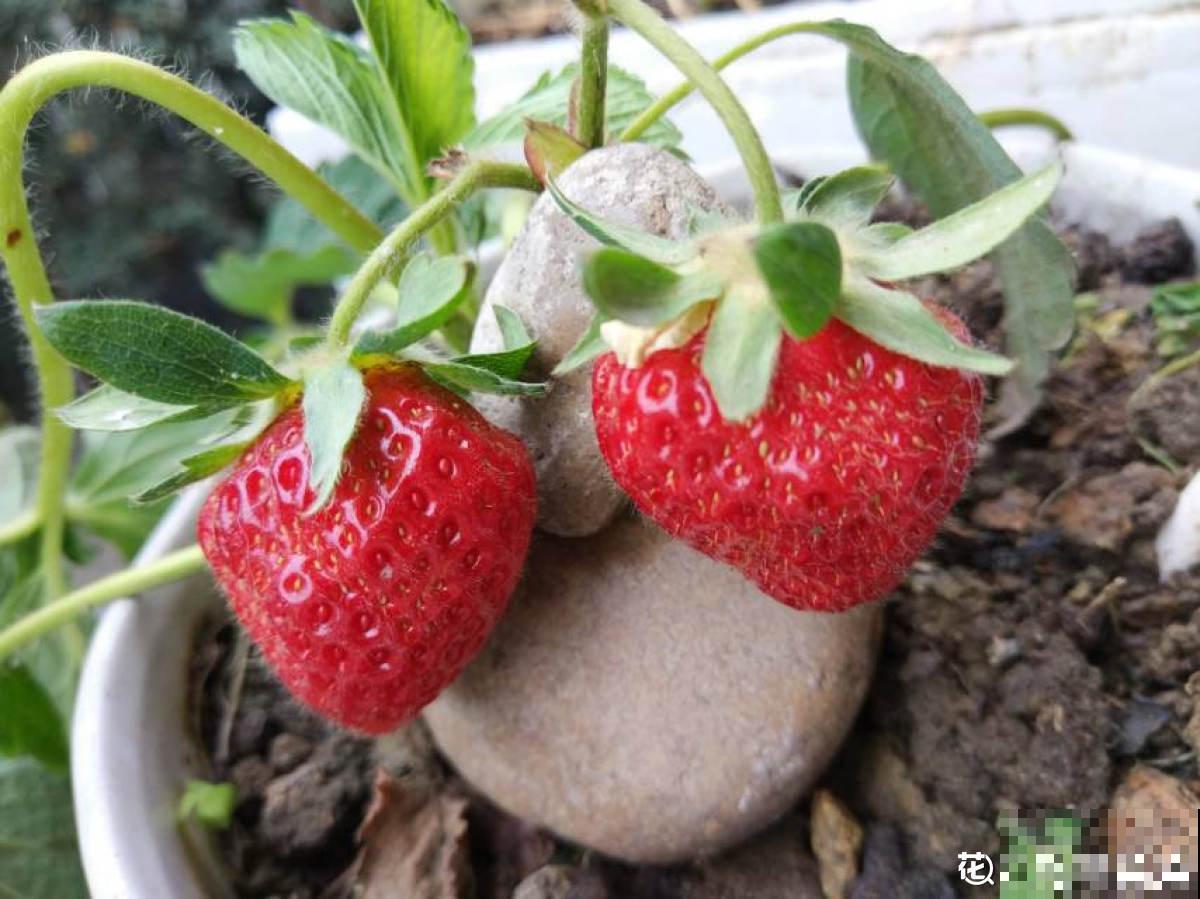 种草莓，做好这6步，颜色通红，甜过奶油