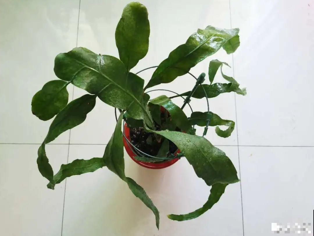 专挑晚上开的花,爱吃肥肉喝废油,开花艳压群芳 专挑晚上开的花,爱吃肥肉喝废油,开花艳压群芳