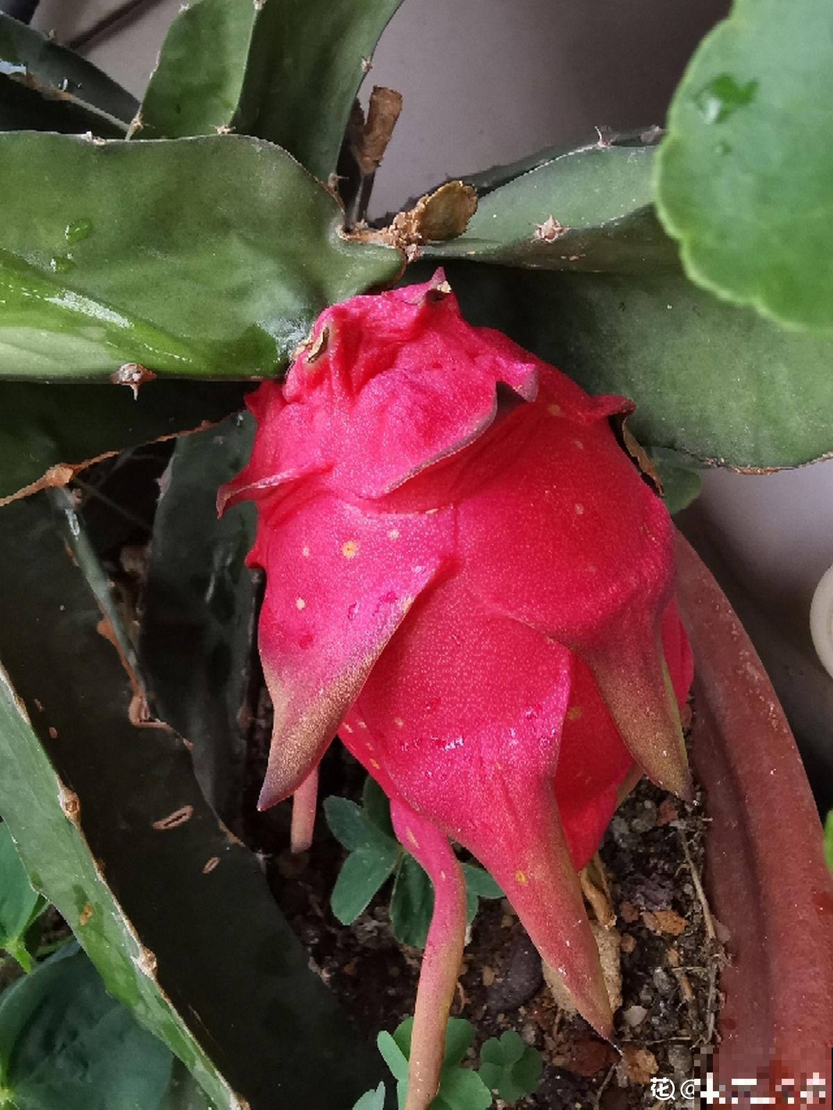 争议大的10种水果，有人说好吃，有人说难吃，你吃过几种