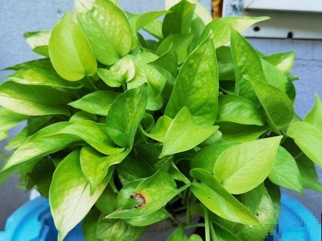 人人家里都有的绿萝，堪称大众花卉，养护要点有4条