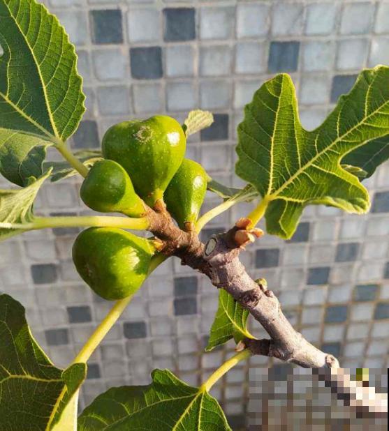 在果店不迷茫，3步方法，挑走店里最好吃的无花果