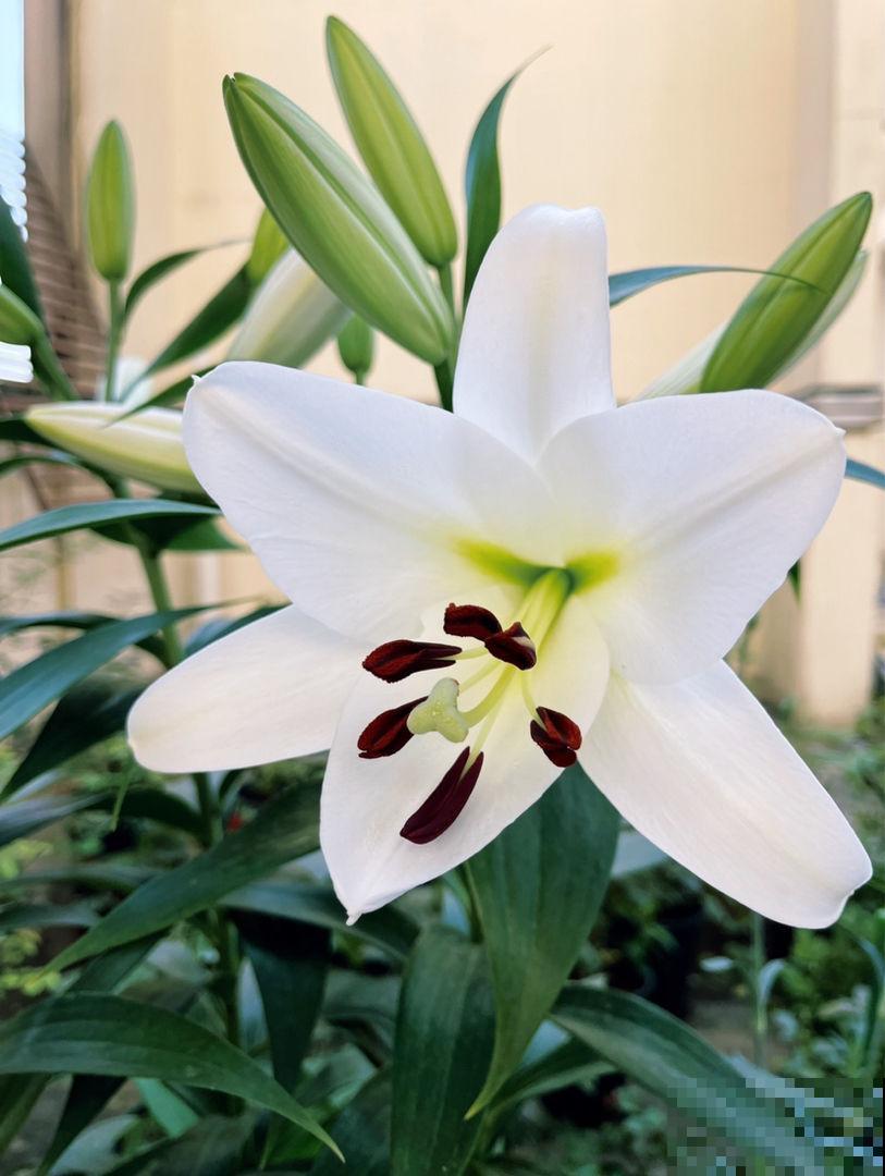 在家里养花一定要谨慎，尤其是这4种，汁液有毒养护要谨慎