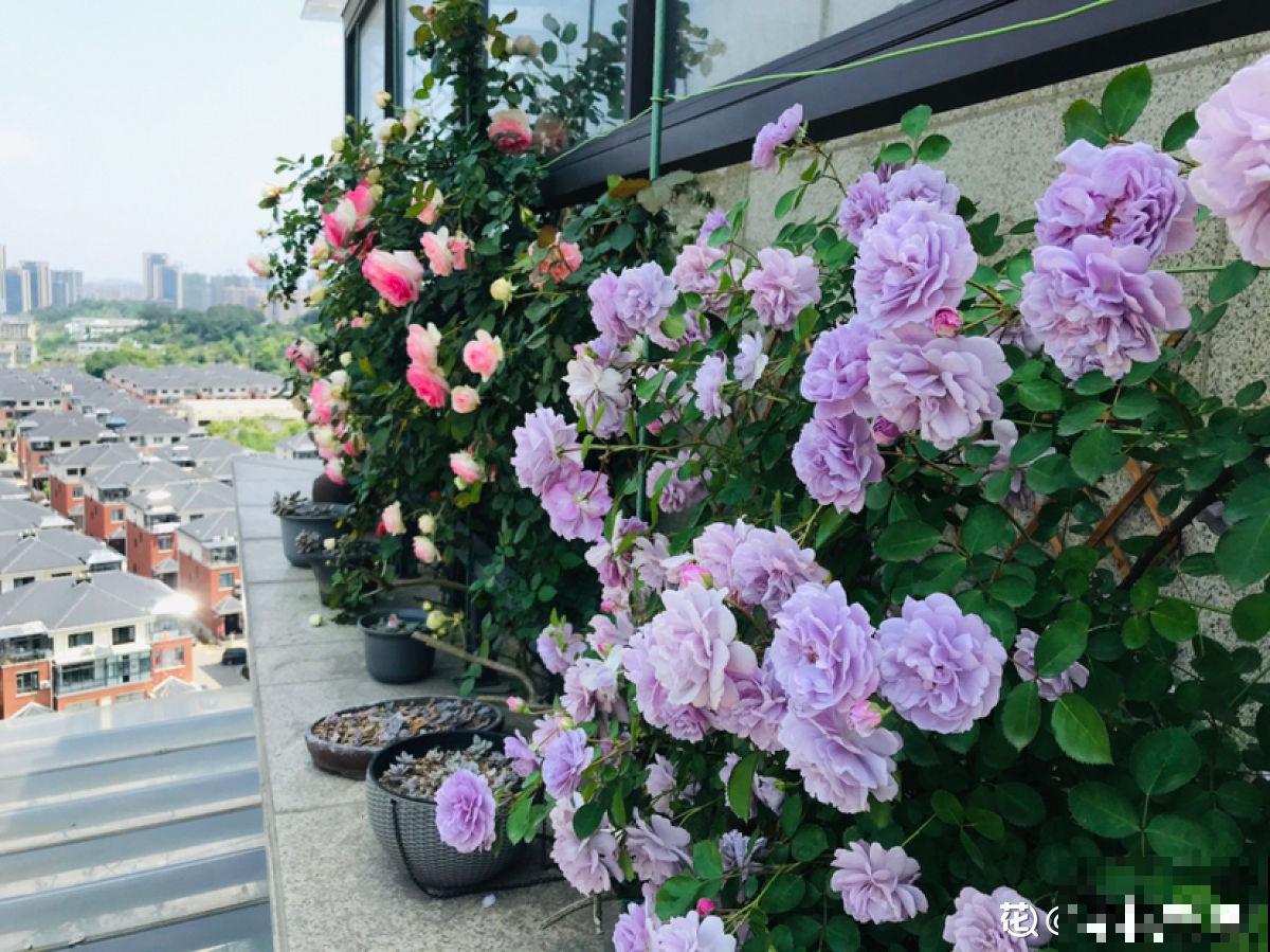 精致的农村院子，主要是种了这4种花，爬藤地栽木本都有