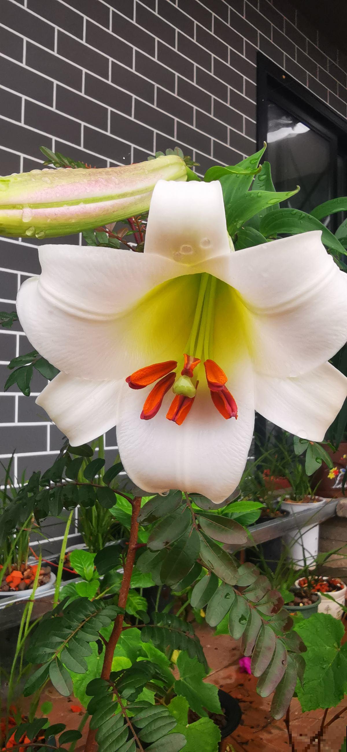 又是一年七夕,别只会送红玫瑰啦!这6种花,送给她更合适 又是一年七夕,别只会送红玫瑰啦!这6种花,送给她更合适