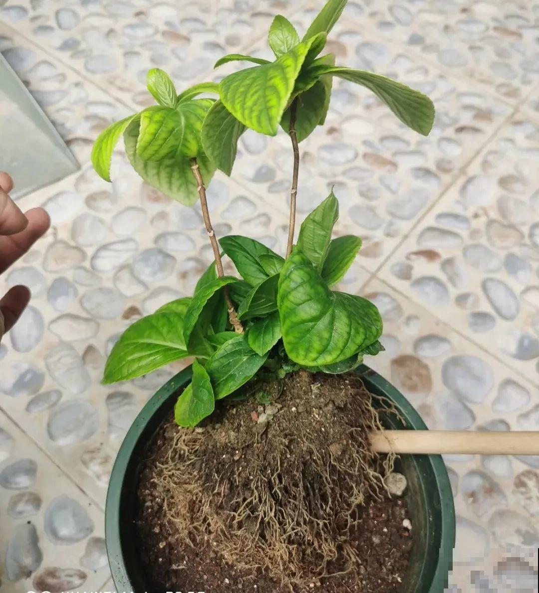 换盆时间到,换好后植物呼呼长,不换全年不开花 换盆时间到,换好后植物呼呼长,不换全年不开花