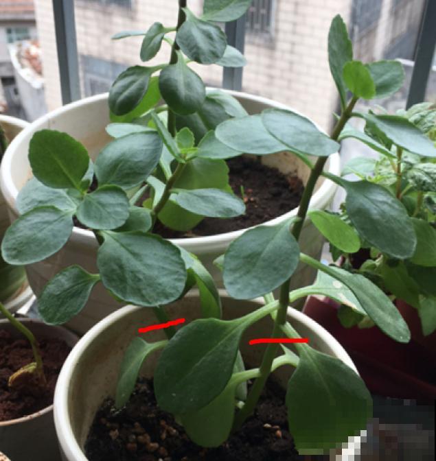 茉莉一长高就剪，别舍不得， 剪对了能快速复花