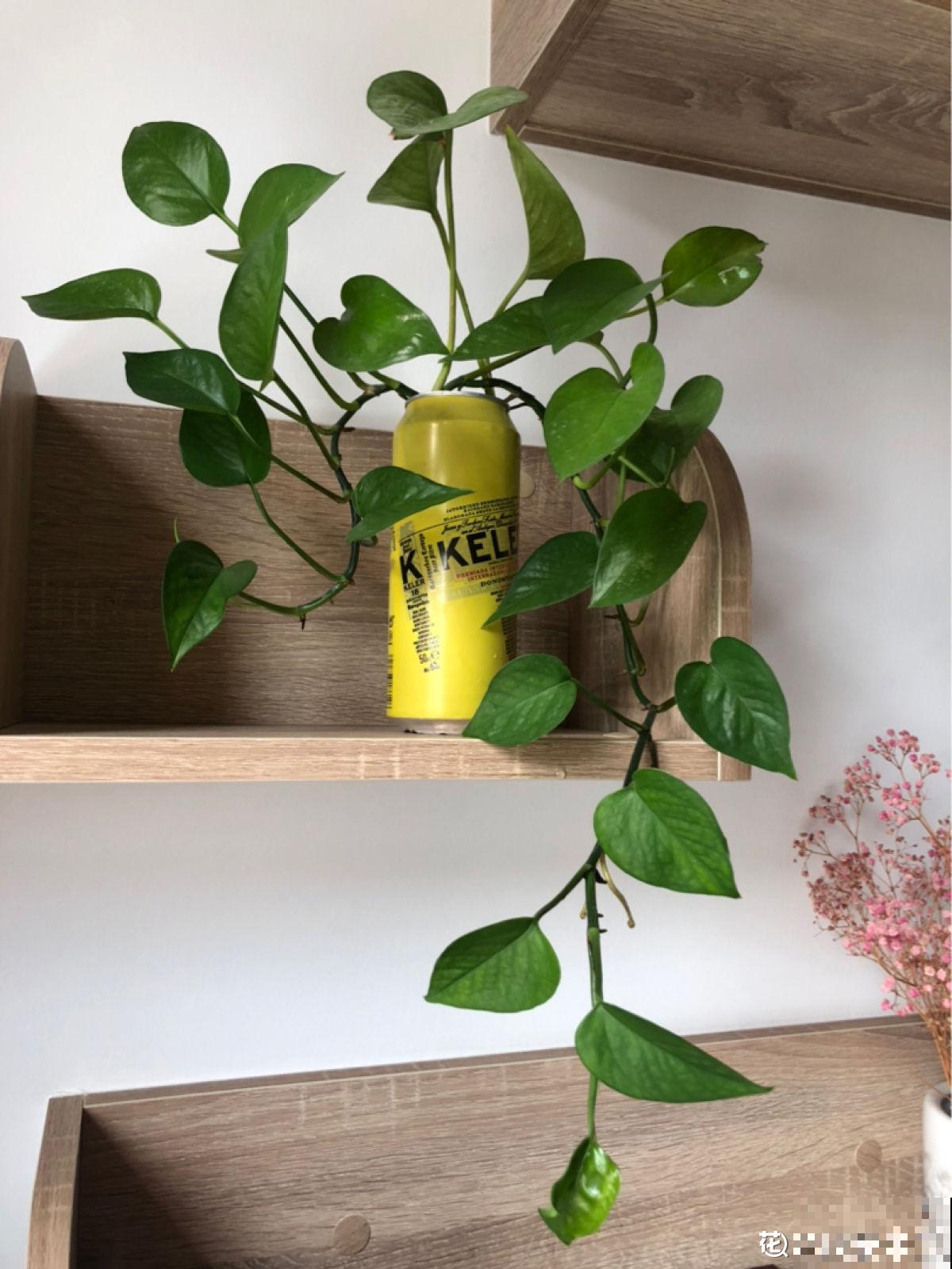 3种大叶子花，有人说“招鬼”有人说“招财”，到底是什么说法？