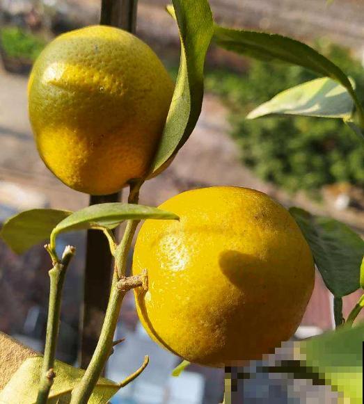 居家小妙招，7种果皮变成宝，吃完再也不乱扔