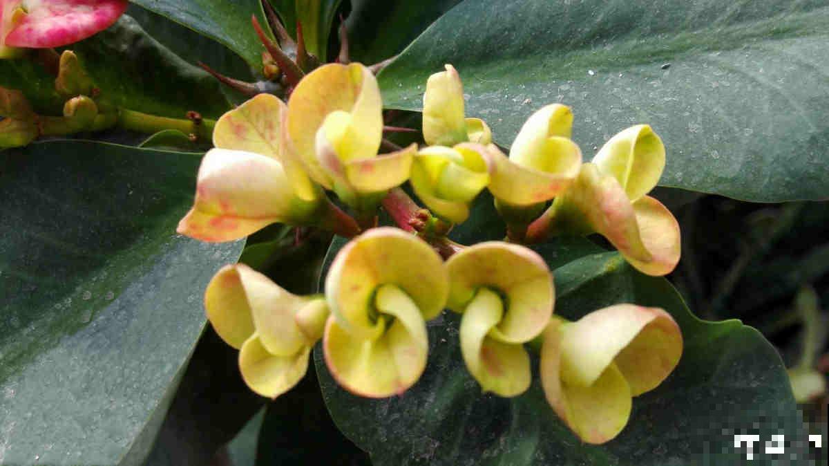 虎刺梅好养也好看，学好这5步，超长花期停不下来