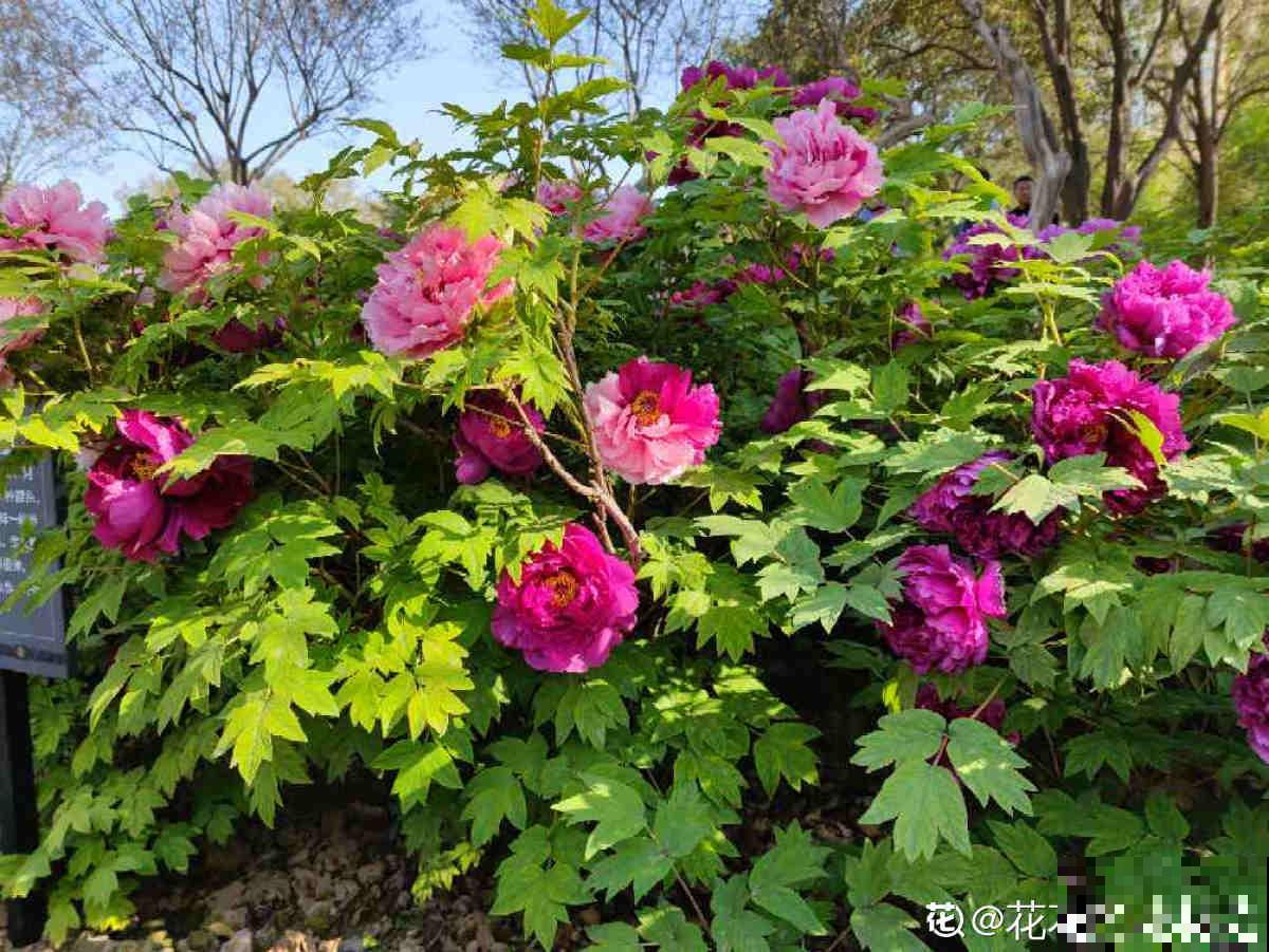 4种北方植物，养养就爆盆，在南方反而不易养好