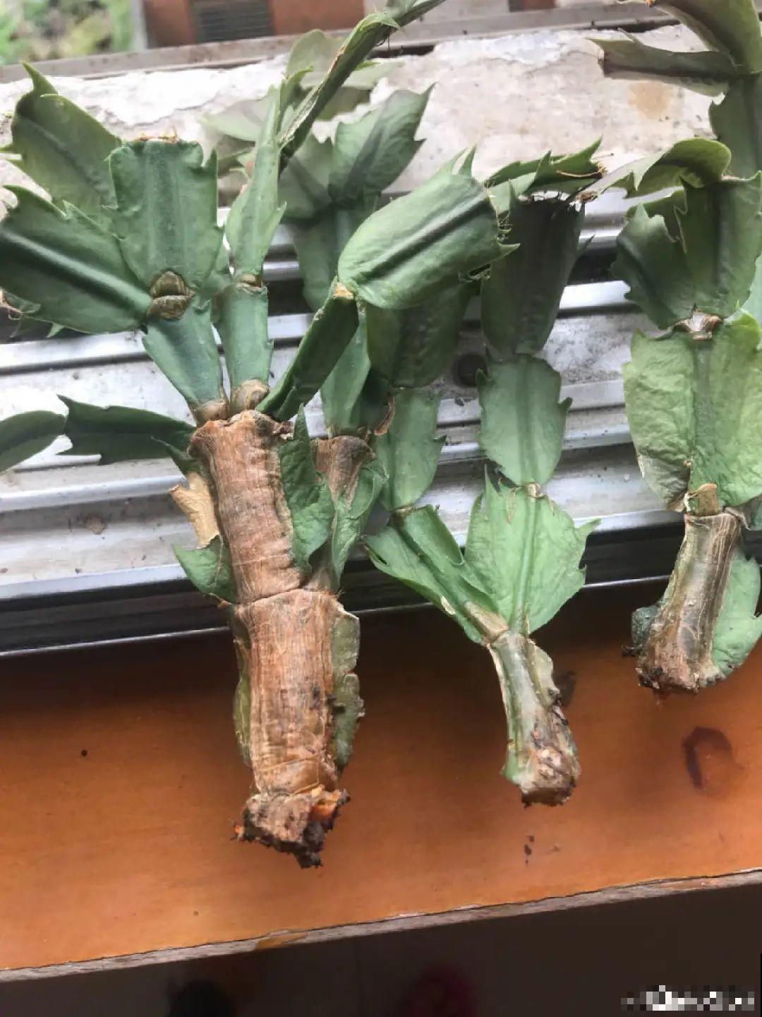 花杆子变黑，赶紧拔出来，立马换土