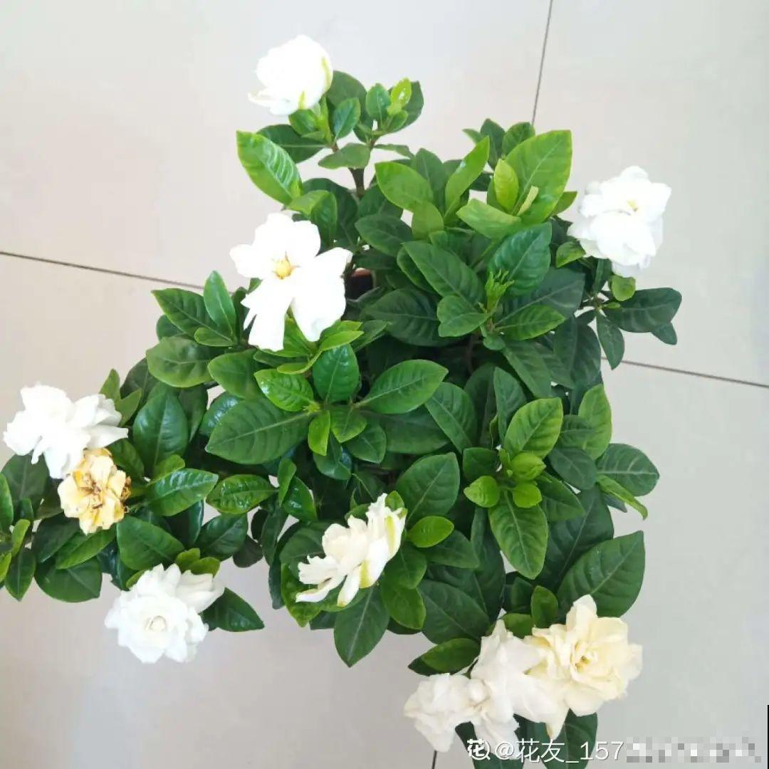 三角梅剪 一剪，搬出去晒晒，呼呼爆花