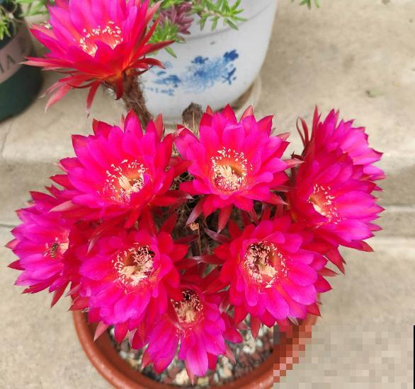 有故事的花，不在于多么金贵