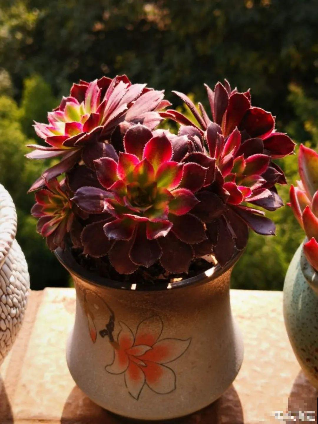 夏天养多肉，别人的绿徒摊，她的却美萌艳，太美了