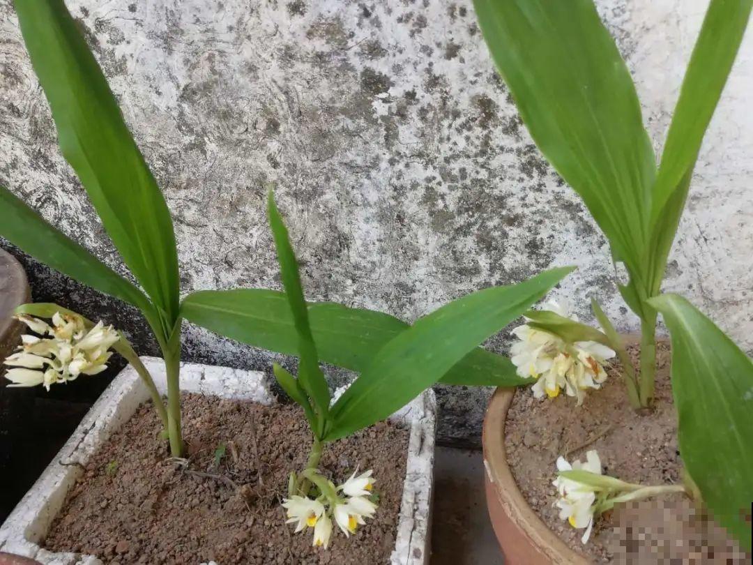 看到稀奇花，不认识的别去挖，可能会触犯法律