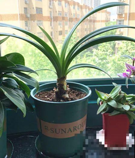 夏天养花，就怕乱浇水，千万不能积水