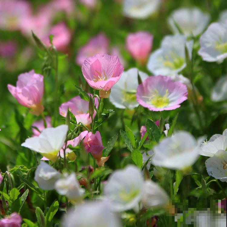 夜深人静，这4种花却在悄悄争奇斗艳，你留意过吗？