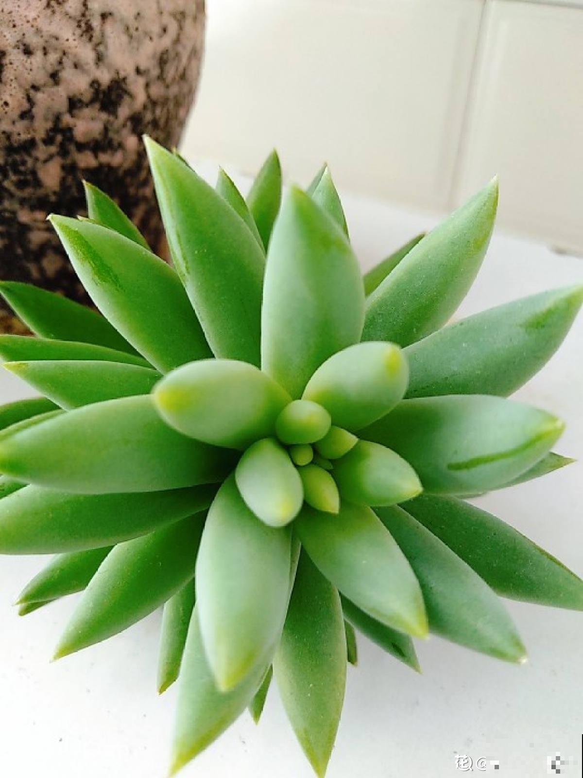 人气超高的景天科多肉,选得好也要养得好,网友:太美了! 人气超高的景天科多肉,选得好也要养得好,网友:太美了!