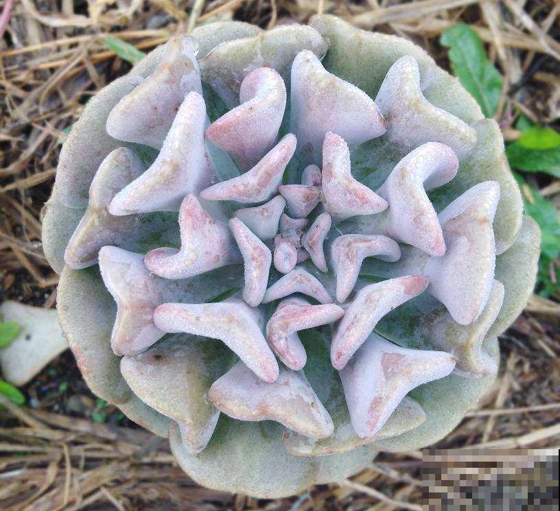 6种多肉，爱爆“小崽芽”，秋天养正合适