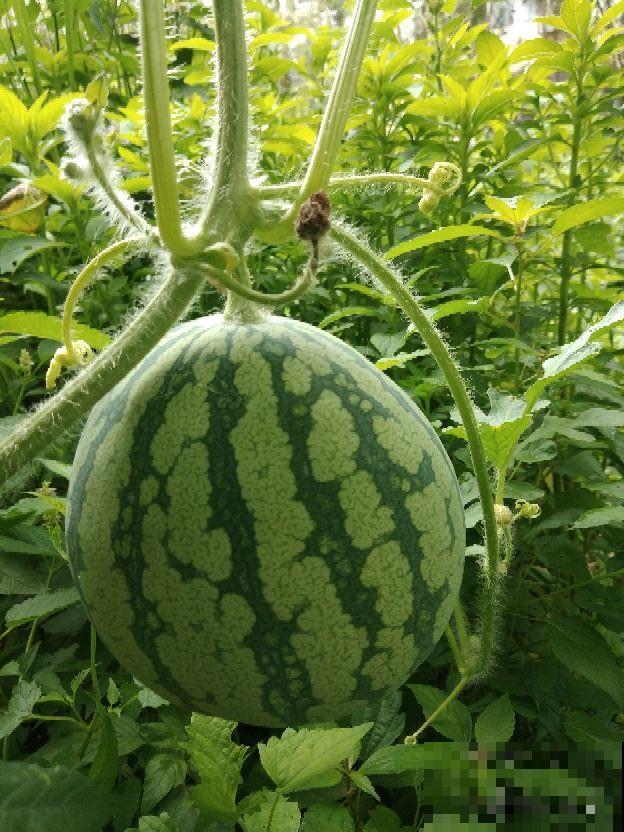 西瓜皮椒草暗淡无光，掌握这5步养护，家里也能赏“西瓜”