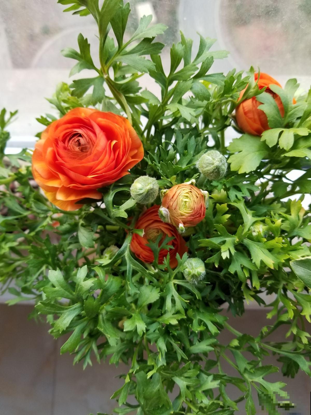 长得像蔬菜的植物，可千万不能吃，中毒就麻烦了