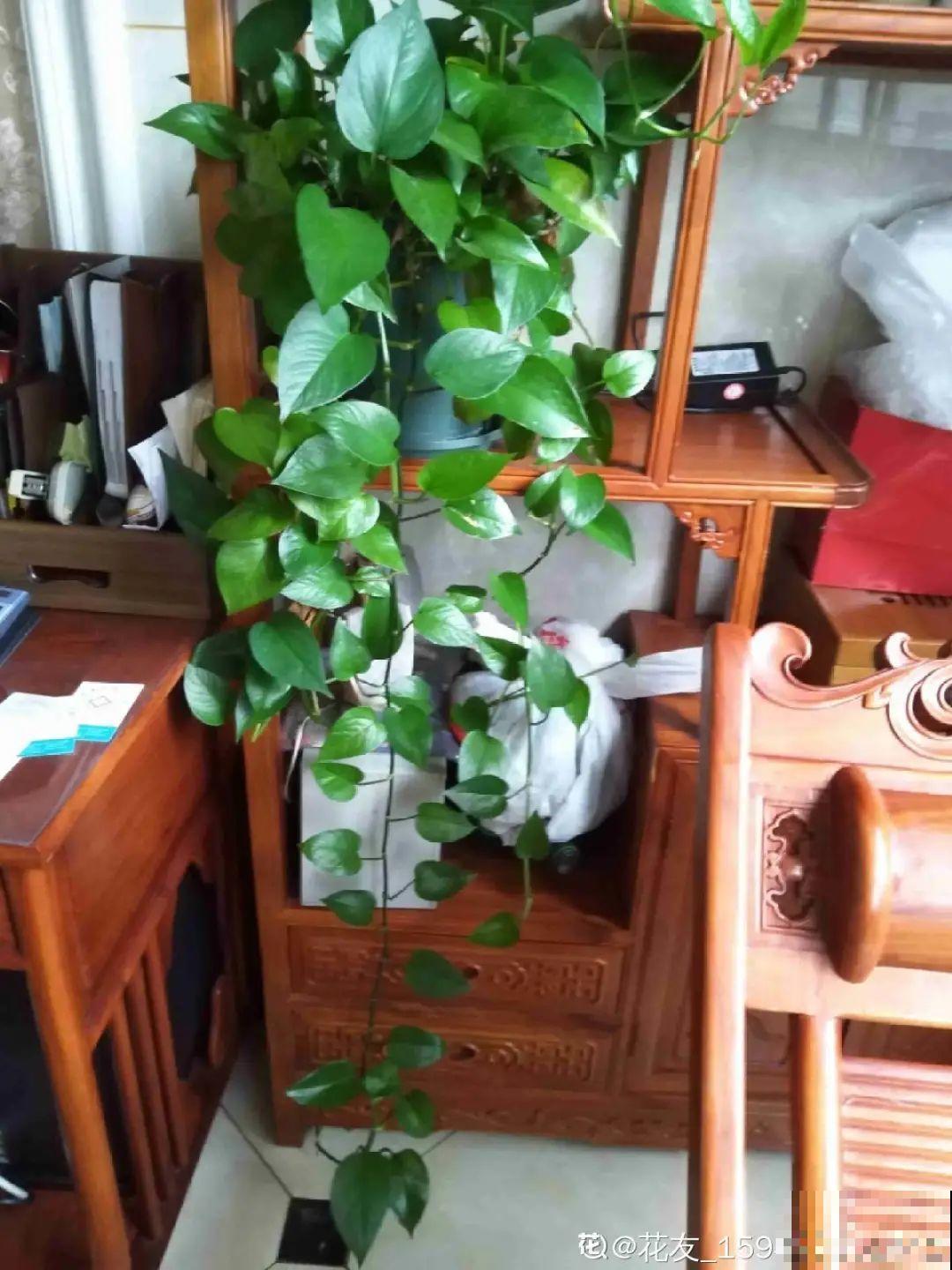 夏天养绿萝，注意4个要点，嗖嗖蹿个子，长成绿窗帘