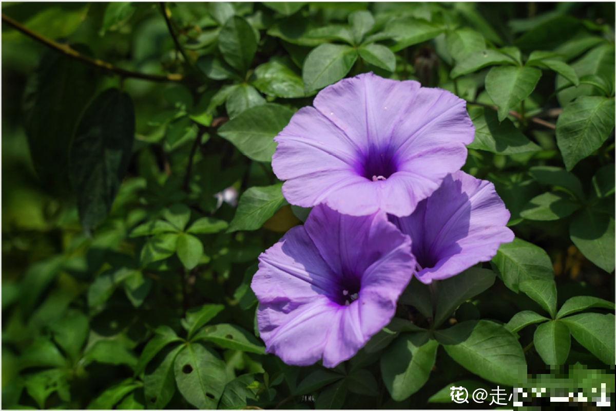 农村常见的3种花，栽种起来得谨慎，生长速度堪比生物入侵