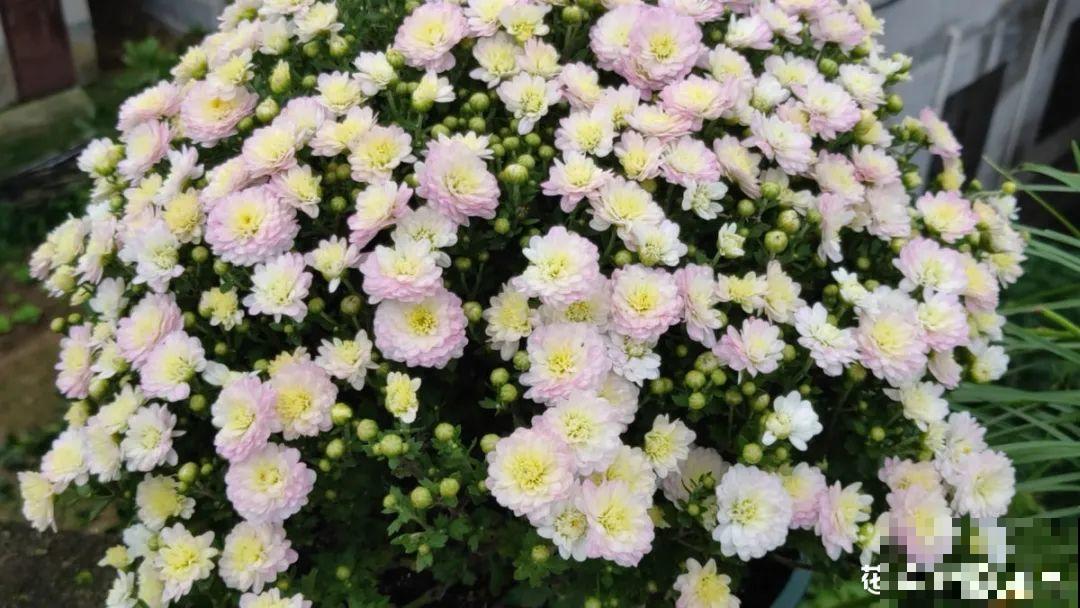 掌握5个步骤，球菊秒变开花机器，花期四季不停