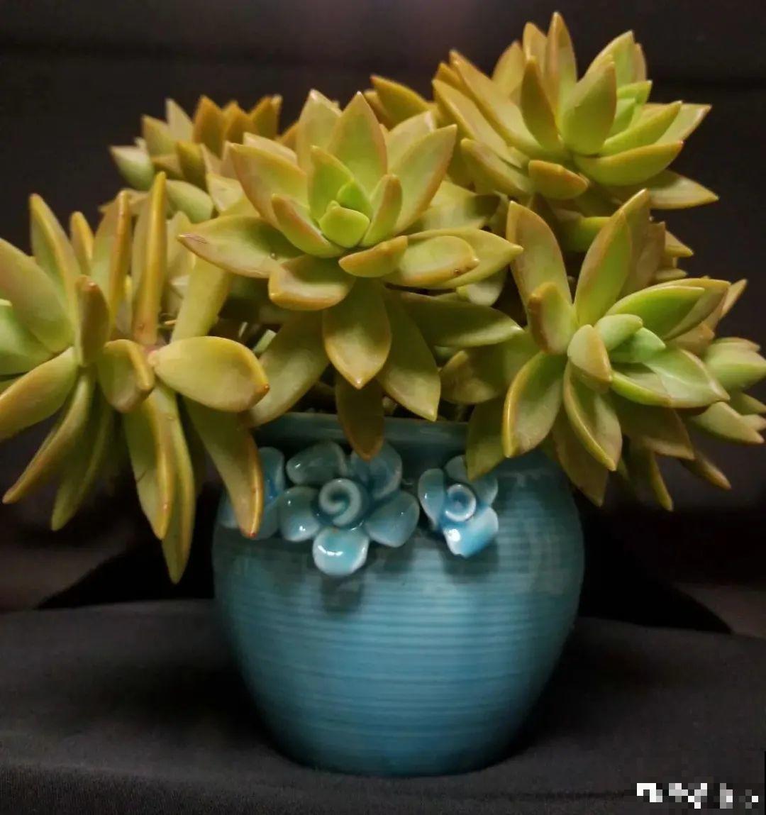 8种花夏天不能买,买回来就死,白浪费钱 8种花夏天不能买,买回来就死,白浪费钱