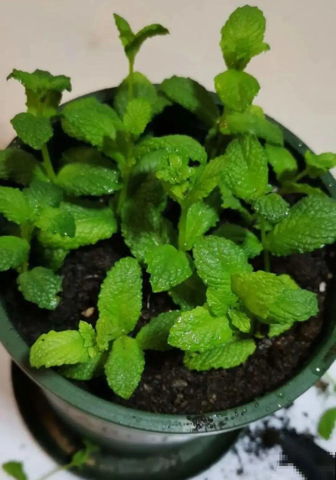 8种花，越热越扦插，大白根呼呼冒