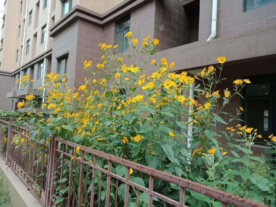 水塘边长出的“烤肠”,原来叫香蒲,毛茸茸特好玩 水塘边长出的“烤肠”,原来叫香蒲,毛茸茸特好玩