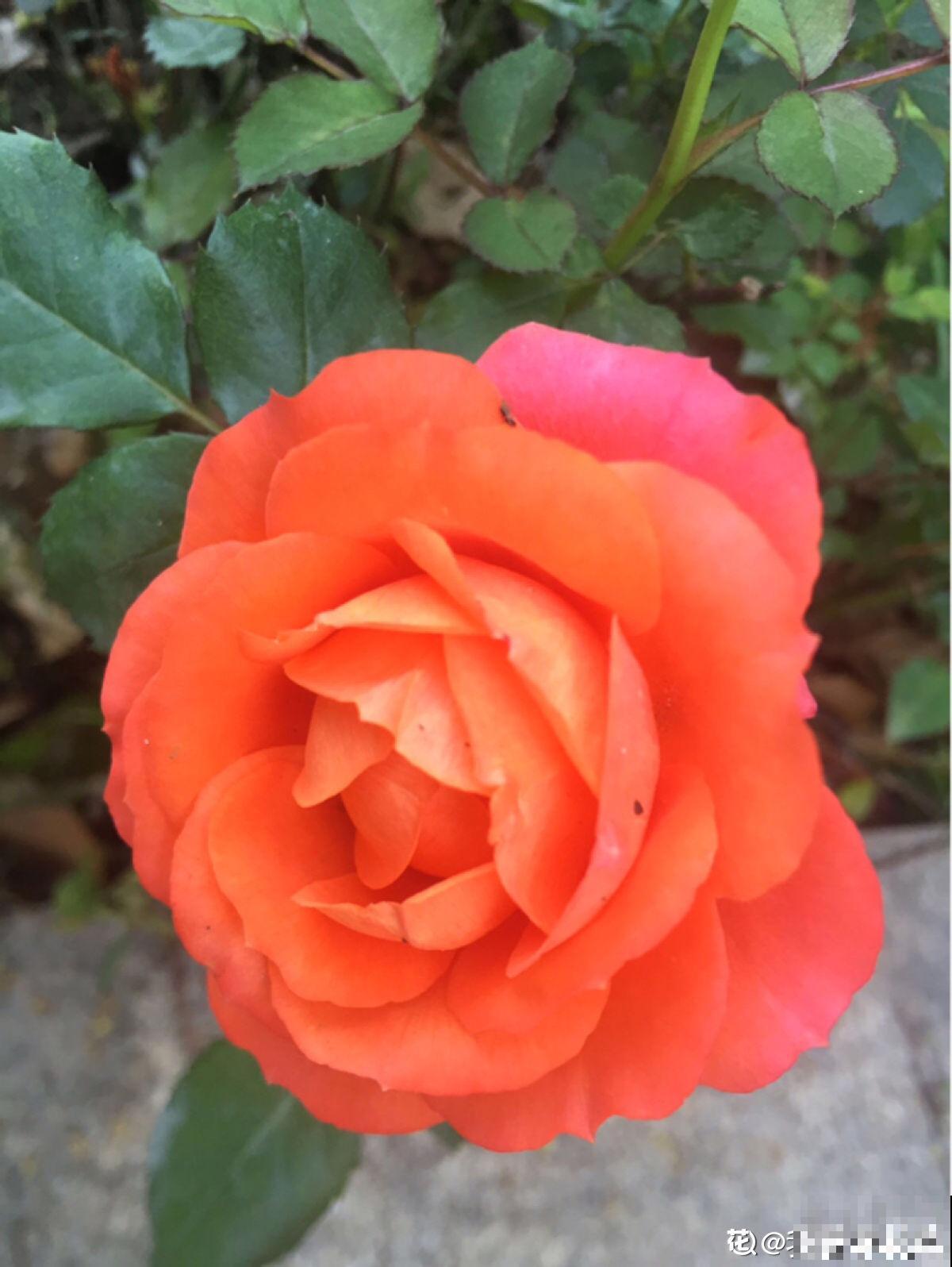 4种花真败好感，“毛病”太多，爱不起来